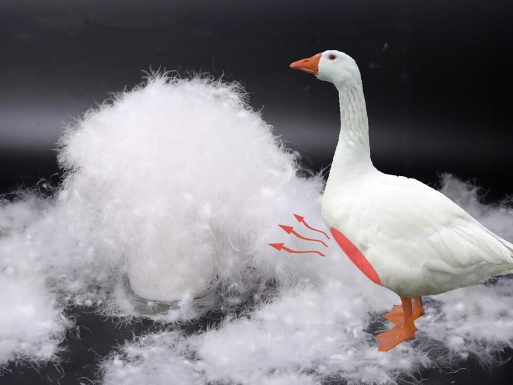 Canadian Goose Down Pillow – Soft, Hypoallergenic Hotel Quality - Image 4