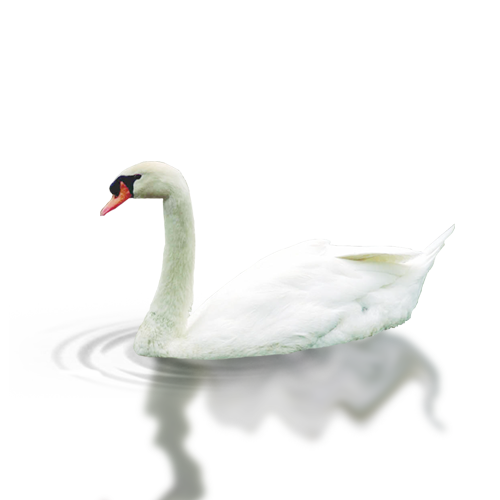 "White goose swimming peacefully on water – Natural inspiration for Goose Down Pillows USA"